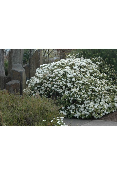 Рододендрон Дора Аматейс у ланшафті